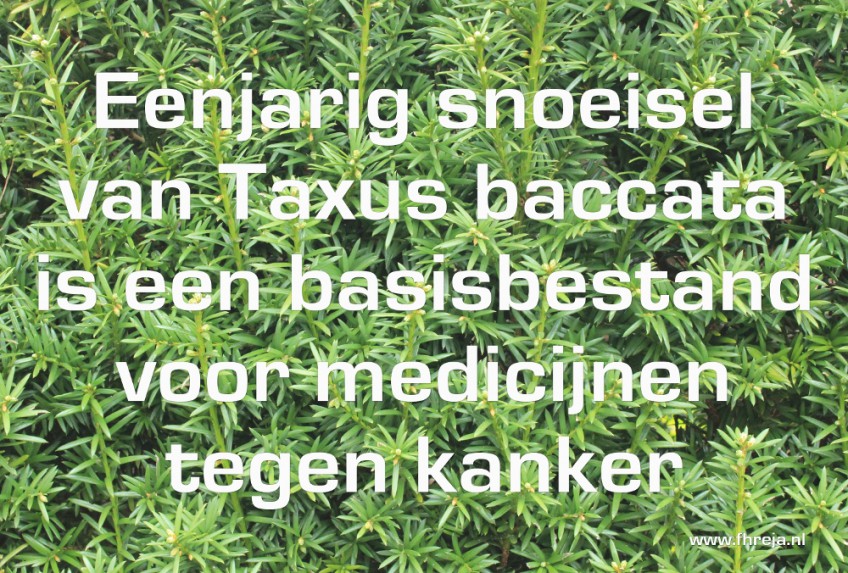 Blog - Week 15 - 2014 - Eenjarig snoeisel van Taxus baccata is een basisbestand voor medicijnen tegen kanker - Fhreja - Ontwerpbureau Groene Leefomgeving