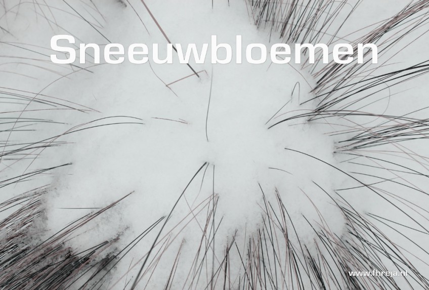 Blog - Week 1 - 2015 - Sneeuwbloemen - Fhreja - Ontwerpbureau Groene Leefomgeving