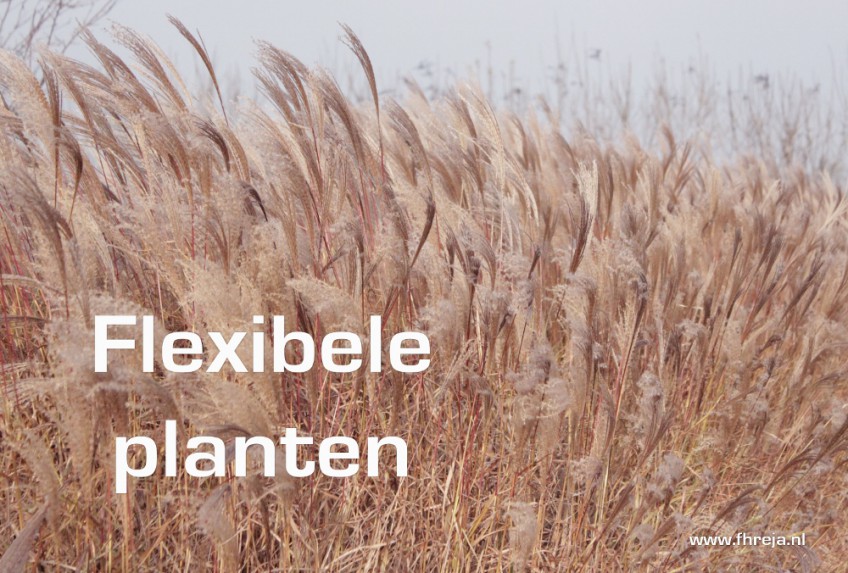 Blog - Week 2 - 2015 - Flexibele planten - Fhreja - Ontwerpbureau Groene Leefomgeving