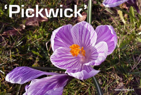 Blog - Week 9 - 2015 - Pickwick - Crocus - Fhreja - Ontwerpbureau Groene Leefomgeving