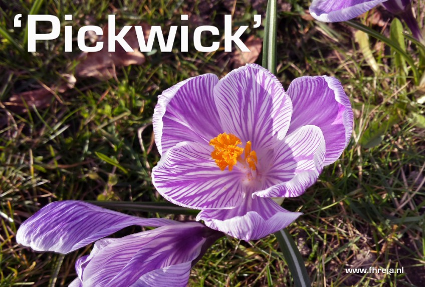 Blog - Week 9 - 2015 - Pickwick - Crocus - Fhreja - Ontwerpbureau Groene Leefomgeving