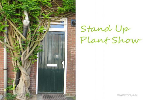 2017-01-Stand Up plant show