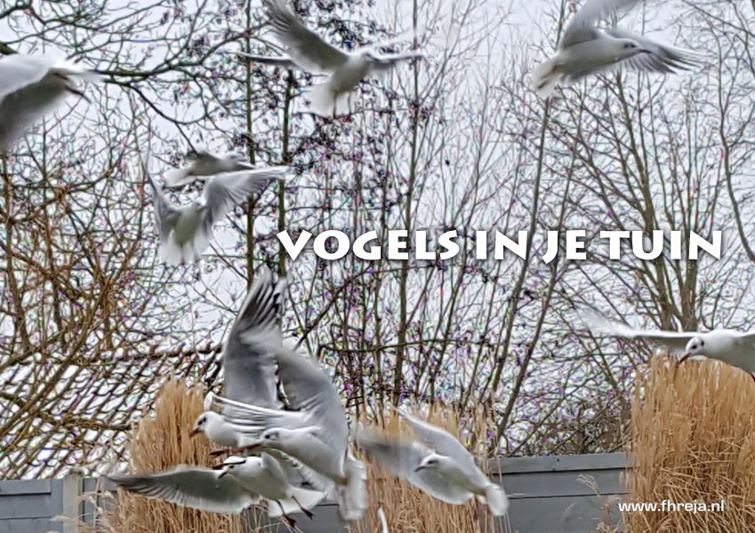 2019-03-Vogels in je tuin - Fhreja - Ontwerpbureau Groene Leefomgeving