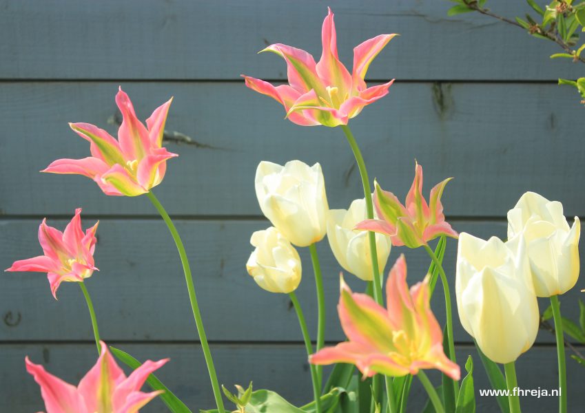 Coole tuin - Kerkdriel 05 - Tulipa - Grijze schutting - Fhreja - Ontwerpbureau Groene Leefomgeving