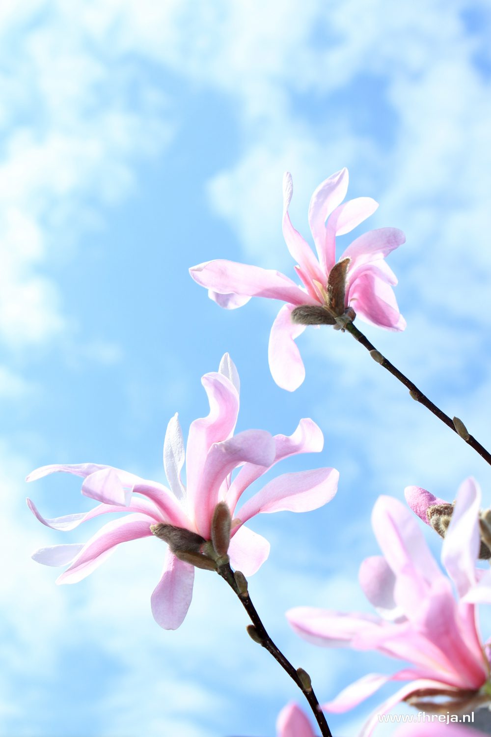 Magnolia - Wolkenlucht - Fhreja - Ontwerpbureau Groene Leefomgeving