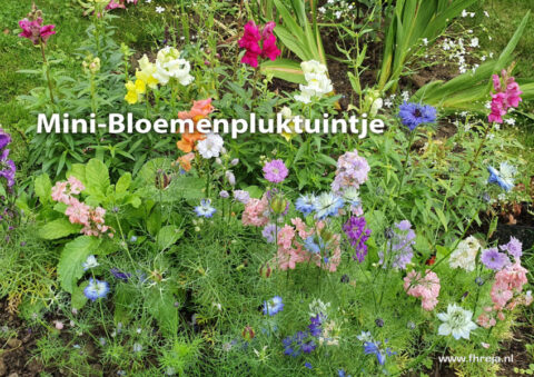 Mini-bloemenpluktuintje - Fhreja - Ontwerpbureau Groene Leefomgeving 00 pluktuintje ontwerp beplanting pluktuin